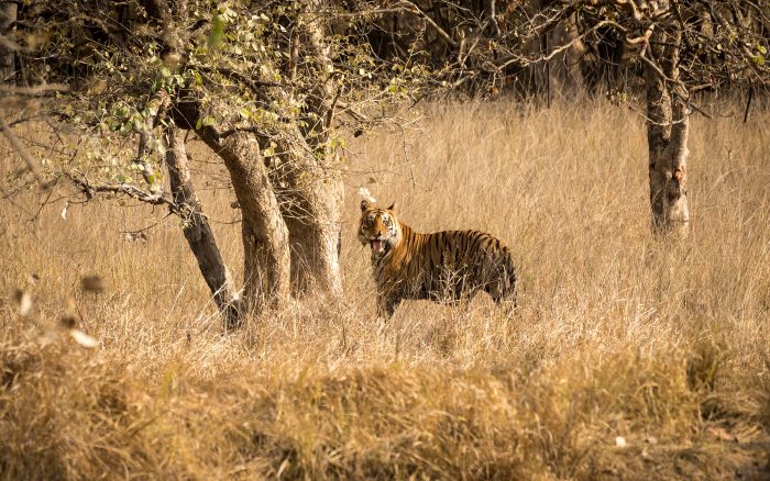 Hunting tigers with a camera in Bandhavgarh