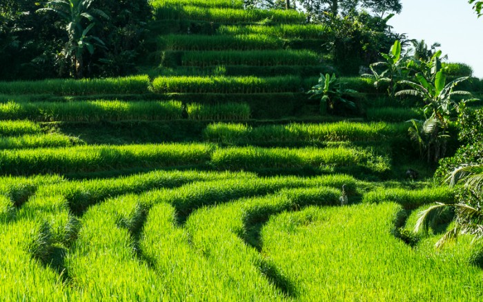 Rice terrace in Bali