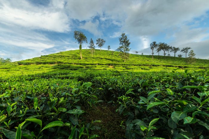 Wayanad, Kerala